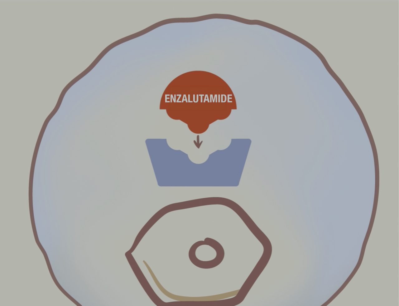 How enzalutamide works: the mechanism of action