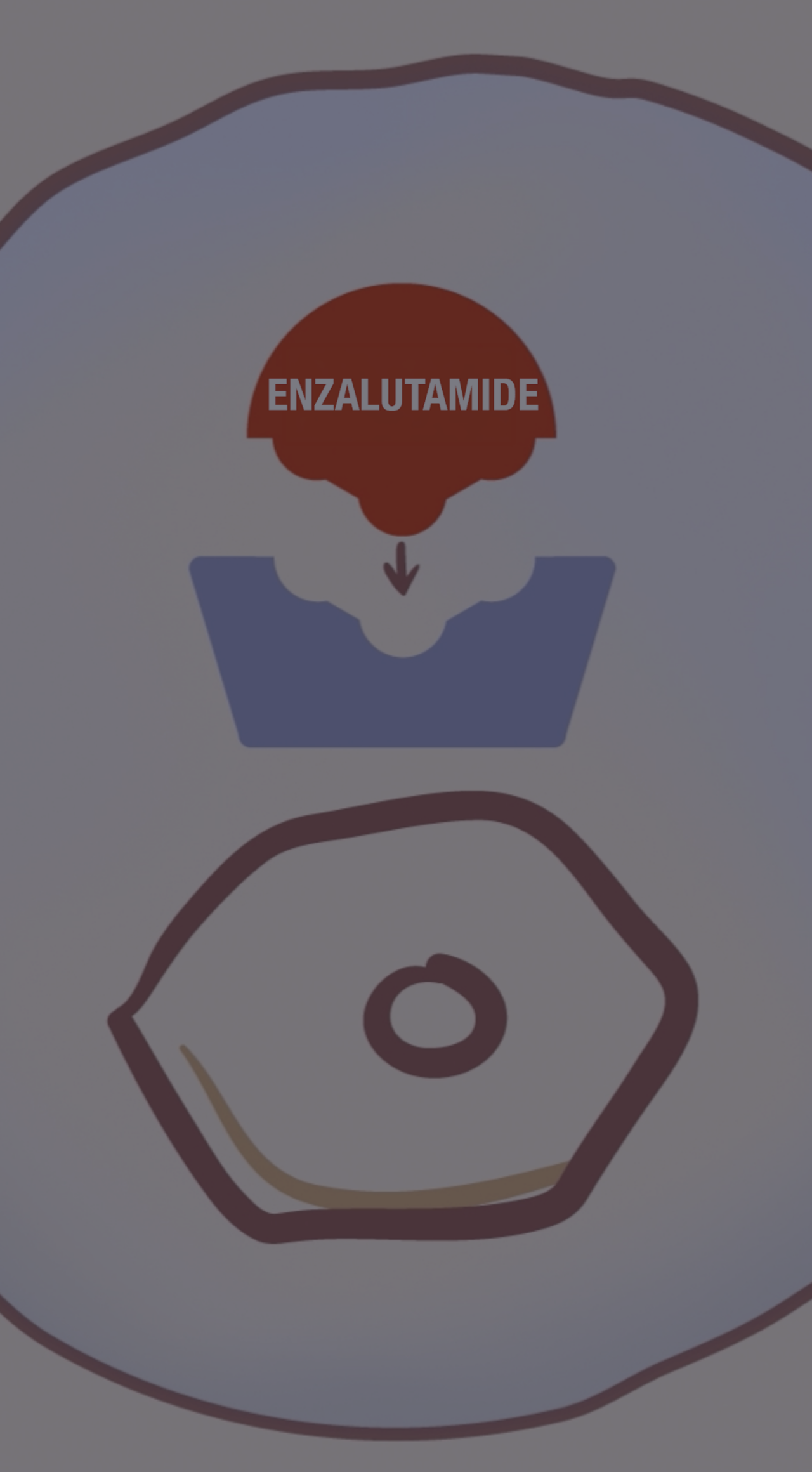 How Enzalutamide works: the mechanism of action